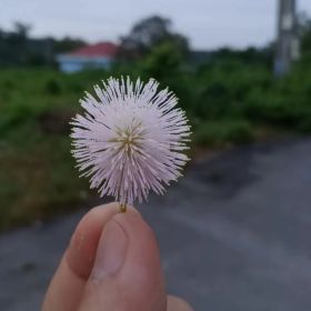 Thái Hoàng