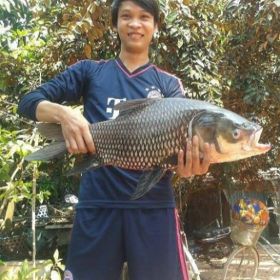 tuan huynh