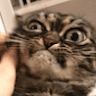 mad cat