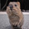 Quokka Le